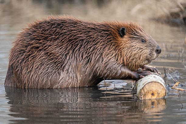 BEAVER